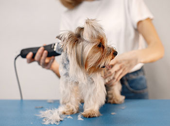 Dog Grooming App Development